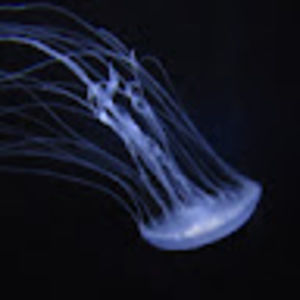 Meet your Posher, Ezra